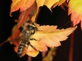 Leaf Cutter bee.