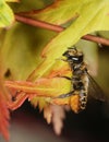Leaf Cutter bee.