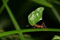 Leaf-cutting ant