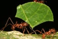 Leaf-cutting ant