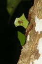 Leaf-cutting ant with a guardian