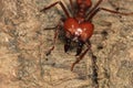 Leaf cutting ant, Venezuela