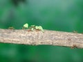 Leaf-Cutting Ants