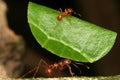 Leaf-cutting ants