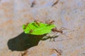 Leaf-cutting ants with a leave