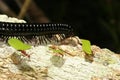 Leaf-cutting ants and a millipede