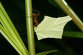 Leaf-cutting Atta ant