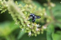 Leaf-cutting bees on nature background