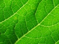 Leaf of cymbling in Royalty Free Stock Photo