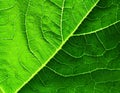 Leaf of cymbling Royalty Free Stock Photo