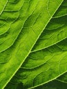 Leaf of cymbling Royalty Free Stock Photo