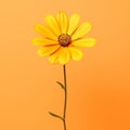 Leaf daisy orange floral nature flower close-up bloom plant colorful yellow isolated Royalty Free Stock Photo