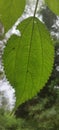 a leaf depicting the path of life, rainforest, leaf Royalty Free Stock Photo