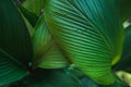 Leaf detail Dark leaves Leaf pattern In nature