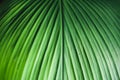 Leaf detail Dark leaves Leaf pattern In nature