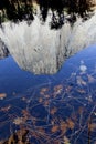 Leaf Detail, Merced River, Yosemite Royalty Free Stock Photo