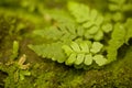 Leaf Detail with Moss Royalty Free Stock Photo