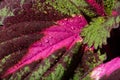 Leaf detail of a painted nettle, Solenostemon scutellarioides