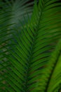 Leaf detail of a Sago Palm Cycas revoluta. Royalty Free Stock Photo