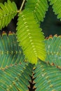 Leaf from a Dormilones Plant