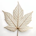 Leaf Drawing in Abstract Line Royalty Free Stock Photo