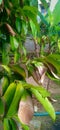 Leaf, dried leaves, green, atmosphere Royalty Free Stock Photo