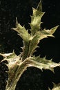 Leaf of dried thistle