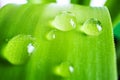 Leaf with a drop of water, macro photo in green shades. Royalty Free Stock Photo