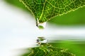 Leaf droplet over water Royalty Free Stock Photo