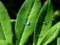 Leaf with Drops of Rain Royalty Free Stock Photo