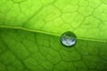 Leaf with drops of water Royalty Free Stock Photo