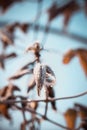 Leaf of dry flower covered by frost and ice crystals Royalty Free Stock Photo