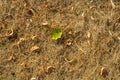 Leaf on dry grass Royalty Free Stock Photo