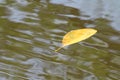 Dry leaf Leaves Golden yellow leaves floating on the surface winter, wave pool nature in forest, Fresh peace in nature, Water back Royalty Free Stock Photo