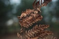 leaf of dry mustard-colored fern on cold green background. autumn nature