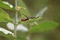 Leaf eating giant Asian grass hopper