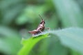 Leaf-eating grasshoper