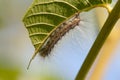 Leaf eating insect