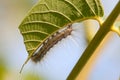 Leaf eating insect