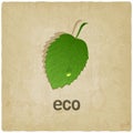 Leaf eco old background