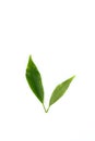 Leaf Edible-stemed Vine white background in studio