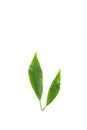 Leaf Edible-stemed Vine white background in studio