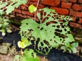 Leaf effected by the insects