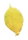 Leaf of elm tree. Elm tree autumn leaf isolated on white background Royalty Free Stock Photo