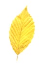 Leaf of elm tree. Elm tree autumn leaf isolated on white background Royalty Free Stock Photo
