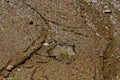 An Autumn leaf is embedded in the tidal sand on the beach Royalty Free Stock Photo