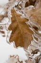 Leaf encased in ice Royalty Free Stock Photo