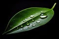 Leaf environment drop rain dew plant freshness water nature green wet