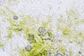 Leaf Epidermis Stomata under microscope. Royalty Free Stock Photo