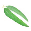 Leaf of eucalyptus Royalty Free Stock Photo